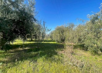 WhatsApp Image 2026-03-04 at 16.59.38 (1).jpeg - Agricultural land contrada agnelleria, Belpasso - photo 23