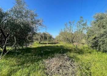 WhatsApp Image 2026-03-04 at 16.59.38 (4).jpeg - Agricultural land contrada agnelleria, Belpasso - photo 26