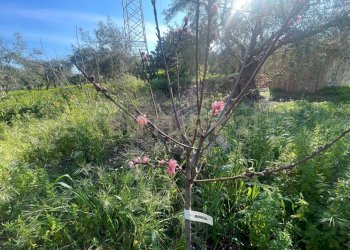 WhatsApp Image 2026-03-04 at 16.59.39 (1).jpeg - Agricultural land contrada agnelleria, Belpasso - photo 28