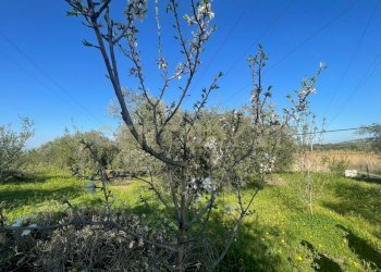 WhatsApp Image 2026-03-04 at 16.59.39 (3).jpeg - Agricultural land contrada agnelleria, Belpasso - photo 30