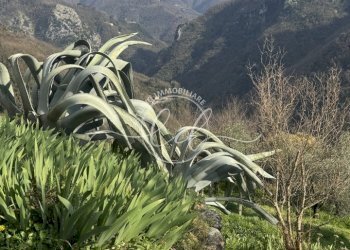 IMG_4678.JPG - Independent house Stazzema - photo 5