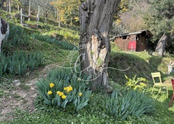 IMG_4691.JPG - Independent house Stazzema - photo 14