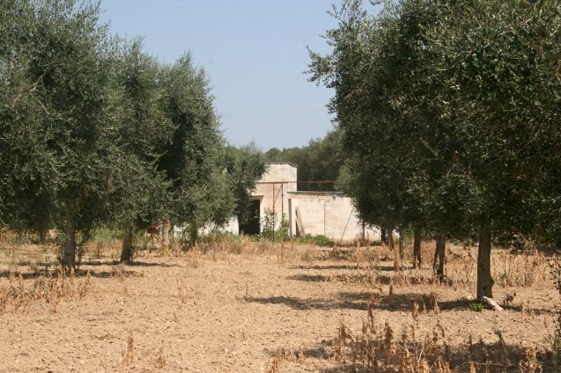 Immagine 028 (800x533).jpg - Terreno agricolo contrada mandrò, Cutrofiano - foto 1
