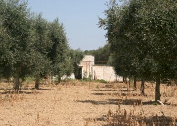 Immagine 028 (800x533).jpg - Terreno agricolo contrada mandrò, Cutrofiano - foto 1