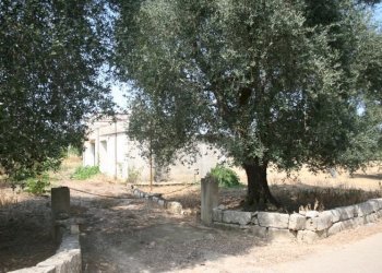 Immagine 062 (800x533).jpg - Terreno agricolo contrada mandrò, Cutrofiano - foto 2