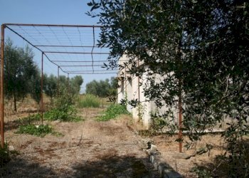 Immagine 032 (800x533).jpg - Terreno agricolo contrada mandrò, Cutrofiano - foto 3