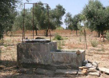 Immagine 021 (800x533).jpg - Terreno agricolo contrada mandrò, Cutrofiano - foto 9