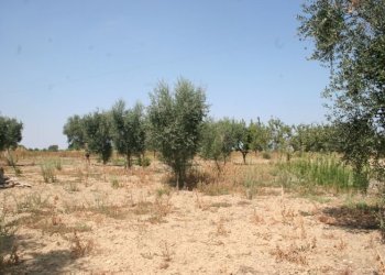 Immagine 019 (800x533).jpg - Terreno agricolo contrada mandrò, Cutrofiano - foto 12