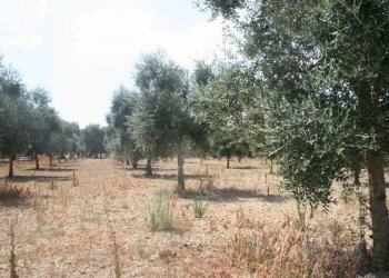 Immagine 020 (800x533).jpg - Terreno agricolo contrada mandrò, Cutrofiano - foto 13