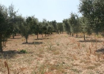 Immagine 023 (533x800).jpg - Terreno agricolo contrada mandrò, Cutrofiano - foto 16