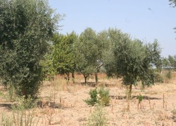 Immagine 024 (800x533).jpg - Terreno agricolo contrada mandrò, Cutrofiano - foto 18