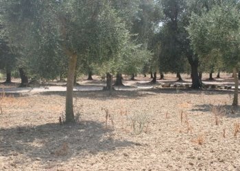 Immagine 027 (800x533).jpg - Terreno agricolo contrada mandrò, Cutrofiano - foto 21