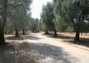 Immagine 031 (800x533).jpg - Terreno agricolo contrada mandrò, Cutrofiano - foto 23