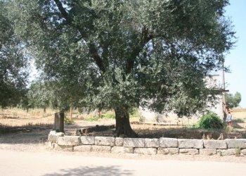 Immagine 033 (800x533).jpg - Terreno agricolo contrada mandrò, Cutrofiano - foto 25