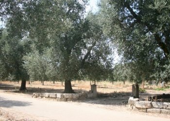 Immagine 034 (800x533).jpg - Terreno agricolo contrada mandrò, Cutrofiano - foto 26