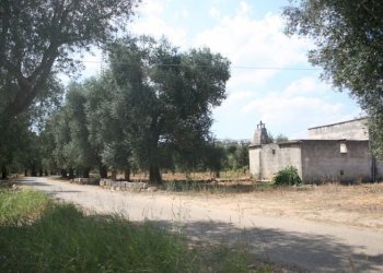 Immagine 039 (800x533).jpg - Terreno agricolo contrada mandrò, Cutrofiano - foto 30