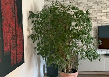 IMG_E5553.jpg - Villa Trifamiliare Via Torino, Collecchio - foto 20