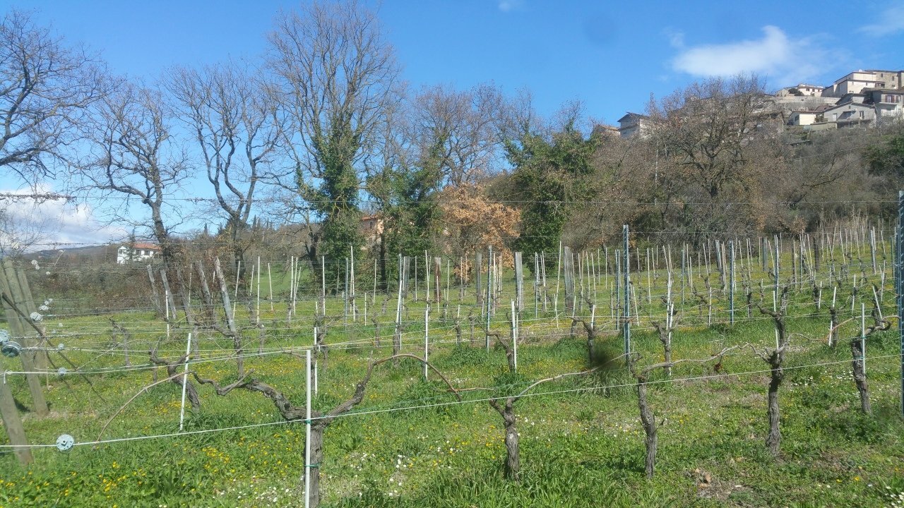20180321_105100.jpg - Terreno agricolo Via San Francesco, Lugnano in Teverina - foto 2