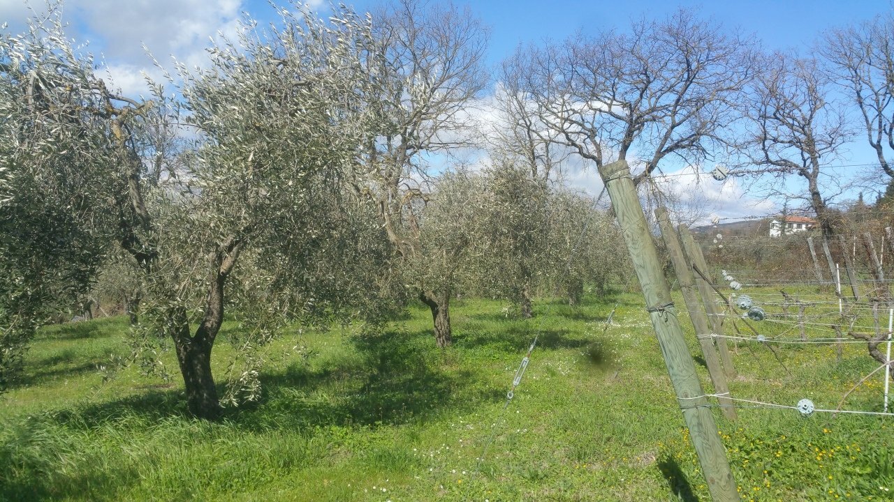 20180321_105103.jpg - Terreno agricolo Via San Francesco, Lugnano in Teverina - foto 3