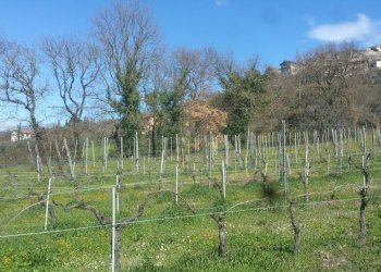 20180321_105100.jpg - Terreno agricolo Via San Francesco, Lugnano in Teverina - foto 2
