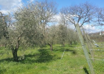 20180321_105103.jpg - Terreno agricolo Via San Francesco, Lugnano in Teverina - foto 3