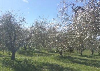 20180321_105107.jpg - Terreno agricolo Via San Francesco, Lugnano in Teverina - foto 4
