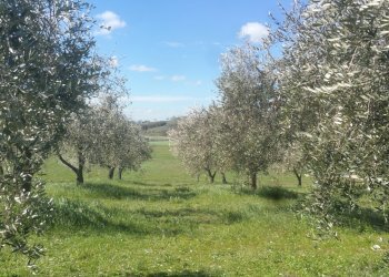 20180321_105114.jpg - Terreno agricolo Via San Francesco, Lugnano in Teverina - foto 5