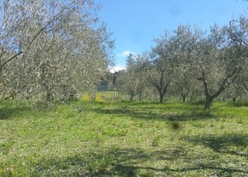 20180321_105213.jpg - Terreno agricolo Via San Francesco, Lugnano in Teverina - foto 8
