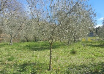 20180321_105216.jpg - Terreno agricolo Via San Francesco, Lugnano in Teverina - foto 9