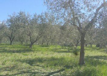 20180321_105218.jpg - Terreno agricolo Via San Francesco, Lugnano in Teverina - foto 10