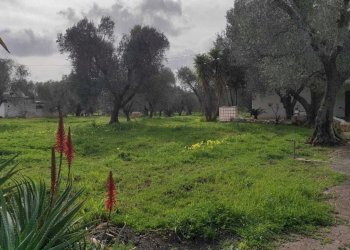 WhatsApp Image 2026-03-11 at 16.22.01 (3).jpeg - Casa indipendente Contrada Santo Scalone, Ostuni - foto 3