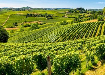 Appartamento Piazza Dante Alighieri, Gavi - foto 9