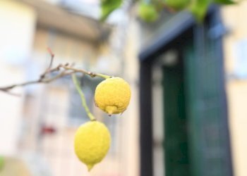 Apartment in Villa VIA AURELIA, Cervo - photo 99