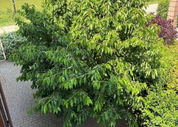 Casa semi indipendente via Cassola di sotto, 36A 
 Cavazzona, Castelfranco Emilia - foto 33