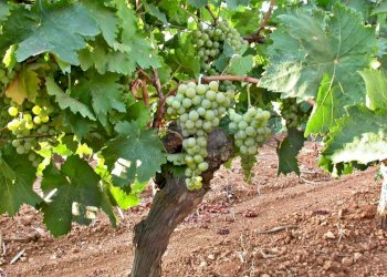 11.-grillo-1024x768.jpg - Agricultural land Castelvetrano - photo 1