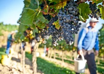wine-tour-sicily_422_0_1.webp - Agricultural land Castelvetrano - photo 2