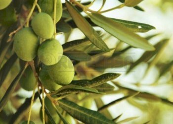 k.jpg - Agricultural land Castelvetrano - photo 4