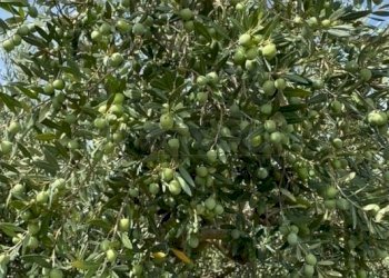 ulivo_nocellara_del_belice_570.jpg - Agricultural land Castelvetrano - photo 5