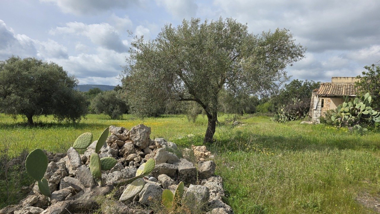 20260303_110148.jpg - Terreno agricolo Traversa Grotta Perciata, Siracusa - foto 2