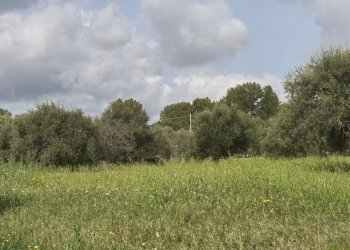 20260303_110153.jpg - Terreno agricolo Traversa Grotta Perciata, Siracusa - foto 4