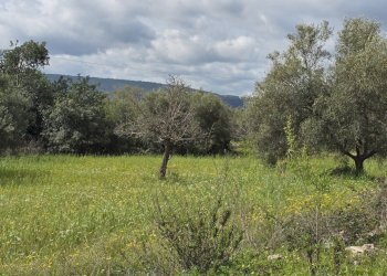 20260303_110305.jpg - Terreno agricolo Traversa Grotta Perciata, Siracusa - foto 9