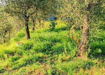 4a35a490-2c44-4406-b170-46aa465c89b8.jpg - Casa indipendente Vezzano Ligure - foto 8