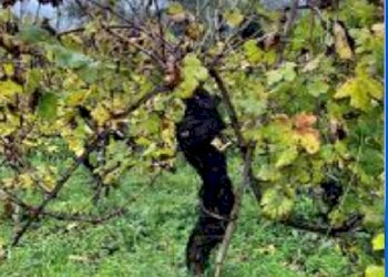 ma4.jpg - Casa indipendente Vezzano Ligure - foto 11