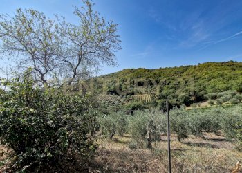 Tenuta Bartalucci-01.jpg - Casale Strada Provinciale Voltina 12, Cinigiano - photo 6