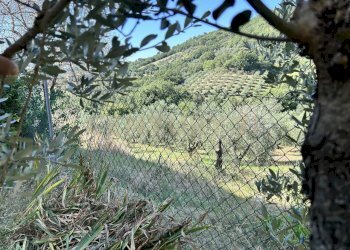 confine oliveto.jpg - Casale Strada Provinciale Voltina 12, Cinigiano - photo 24