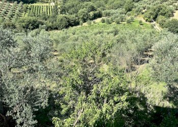 oliveto e vigna.jpg - Casale Strada Provinciale Voltina 12, Cinigiano - photo 25