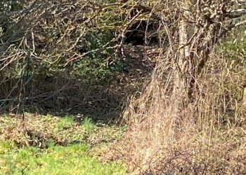 WhatsApp Image 2026-02-27 at 15.33.18 (1).jpeg - Townhouse Santa Maria Bobbio, Bobbio - photo 3