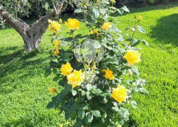 Villa Costiera Occidentale Partenicense Balestrate, Balestrate - foto 19