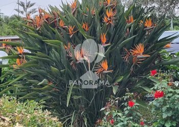 Villa Costiera Occidentale Partenicense Balestrate, Balestrate - foto 35