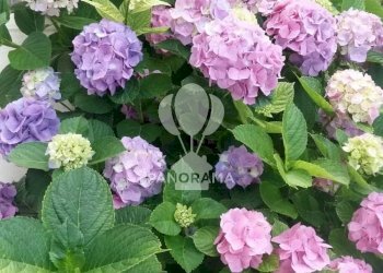 Villa Costiera Occidentale Partenicense Balestrate, Balestrate - foto 37